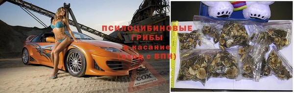 прущие грибы Волосово